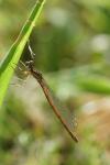Platycnemis acutipennis