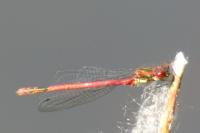 Pyrrhosoma nymphula
