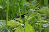 Calopteryx splendens