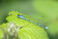 Coenagrion puella