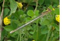 Platycnemis pennipes