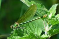 Calopteryx splendens