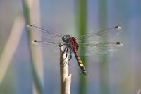Leucorrhinia pectoralis