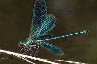 Calopteryx splendens