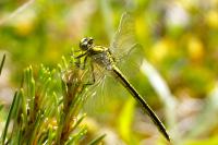 Gomphus pulchellus