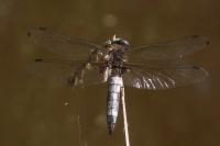 Libellula fulva