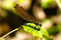 Calopteryx virgo
