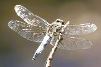 Libellula fulva