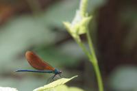 Calopteryx virgo