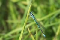 Coenagrion scitulum
