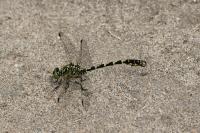 Onychogomphus forcipatus