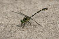 Onychogomphus forcipatus