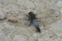 Orthetrum cancellatum