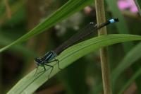 Ischnura elegans