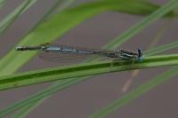 Platycnemis pennipes