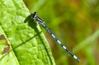 Coenagrion mercuriale
