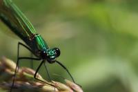 Calopteryx splendens