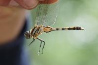 Orthetrum albistylum
