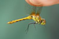 Sympetrum sanguineum