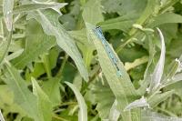 Coenagrion puella
