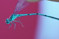 Coenagrion puella