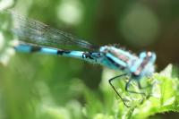 Coenagrion mercuriale
