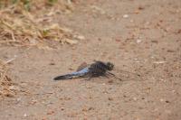 Orthetrum cancellatum
