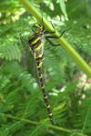 Cordulegaster boltonii