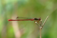 Ceriagrion tenellum