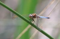 Orthetrum coerulescens