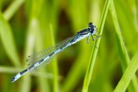 Coenagrion mercuriale