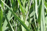 Anax parthenope