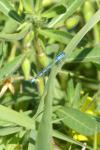 Enallagma cyathigerum