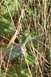 Anax imperator