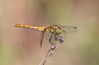 Sympetrum sanguineum
