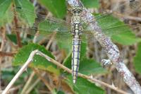 Orthetrum cancellatum