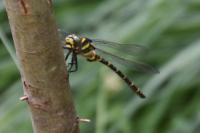 Cordulegaster boltonii