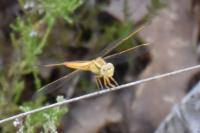 Crocothemis erythraea