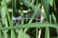 Platycnemis pennipes