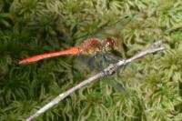 Sympetrum sanguineum
