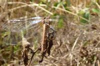 Sympetrum sanguineum