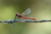 Sympetrum sanguineum
