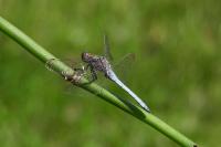 Orthetrum coerulescens