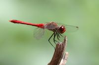 Sympetrum sanguineum