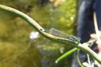 Ischnura elegans