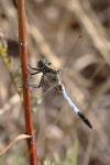 Orthetrum albistylum