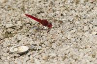 Crocothemis erythraea