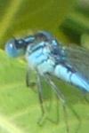 Erythromma lindenii