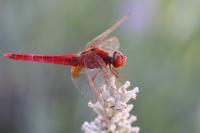 Crocothemis erythraea