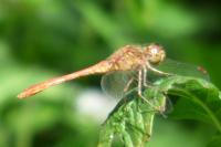 Sympetrum meridionale